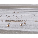 Bécasseaux variables en baie de Somme