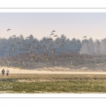 Canards Pilets et Canards sifleurs en Baie de Somme