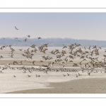 Canards Pilets et Canards sifleurs en Baie de Somme