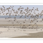 Canards Pilets et Canards sifleurs en Baie de Somme