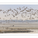 Canards Pilets et Canards sifleurs en Baie de Somme