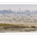 Canards Pilets et Canards sifleurs en Baie de Somme