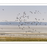 Canards Pilets et Canards sifleurs en Baie de Somme