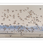 Canards Pilets et Canards sifleurs en Baie de Somme