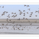 Canards Pilets et Canards sifleurs en Baie de Somme