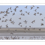 Canards Pilets et Canards sifleurs en Baie de Somme