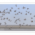 Canards Pilets et Canards sifleurs en Baie de Somme