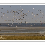 Canards Pilets et Canards sifleurs en Baie de Somme