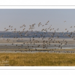 Canards Pilets et Canards sifleurs en Baie de Somme