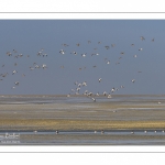 Canards Pilets et Canards sifleurs en Baie de Somme