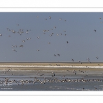 Canards Pilets et Canards sifleurs en Baie de Somme