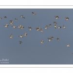 Canards Pilets et Canards sifleurs en Baie de Somme