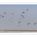 Canards Pilets et Canards sifleurs en Baie de Somme