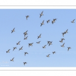 Canards Pilets et Canards sifleurs en Baie de Somme