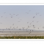 Stationnements de Tadornes de Belon en baie de Somme lors d'une vague de froid