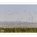 Stationnements de Tadornes de Belon en baie de Somme lors d'une vague de froid