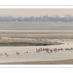 Stationnements de Tadornes de Belon en baie de Somme lors d'une vague de froid