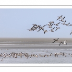 Stationnements de Tadornes de Belon en baie de Somme lors d'une vague de froid