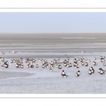 Stationnements de Tadornes de Belon en baie de Somme lors d'une vague de froid