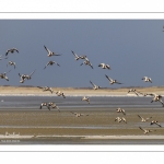 Stationnements de Tadornes de Belon en baie de Somme lors d'une vague de froid