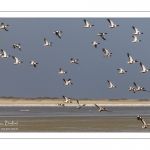 Stationnements de Tadornes de Belon en baie de Somme lors d'une vague de froid