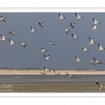 Stationnements de Tadornes de Belon en baie de Somme lors d'une vague de froid