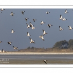 Stationnements de Tadornes de Belon en baie de Somme lors d'une vague de froid