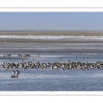 Stationnements de Tadornes de Belon en baie de Somme lors d'une vague de froid