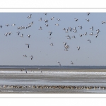 Stationnements de Tadornes de Belon en baie de Somme lors d'une vague de froid