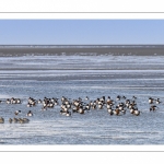 Stationnements de Tadornes de Belon en baie de Somme lors d'une vague de froid