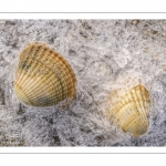 Coques prises dans la glace lors d'une vague de froid en baie de Somme