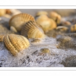 Coques prises dans la glace lors d'une vague de froid en baie de Somme