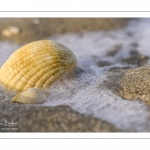 Coques prises dans la glace lors d'une vague de froid en baie de Somme