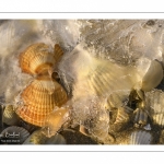 France, Somme (80), Baie de Somme, Le Crotoy, Plages de la Maye, Réserve Naturelle de la Baie de Somme, //