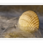 France, Somme (80), Baie de Somme, Le Crotoy, Plages de la Maye, Réserve Naturelle de la Baie de Somme, //