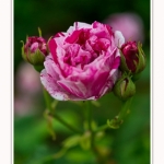 Roses_Valloires_18_06_2016_001-border