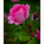 Roses_Valloires_18_06_2016_003-border