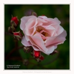 Roses_Valloires_18_06_2016_004-border