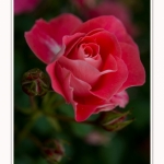 Roses_Valloires_18_06_2016_005-border