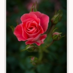Roses_Valloires_18_06_2016_006-border