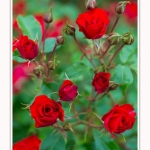 Roses_Valloires_18_06_2016_009-border