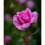 Roses_Valloires_18_06_2016_010-border