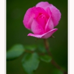Roses_Valloires_18_06_2016_014-border