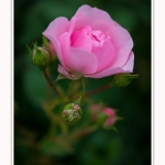 Roses_Valloires_18_06_2016_016-border