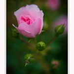 Roses_Valloires_18_06_2016_017-border