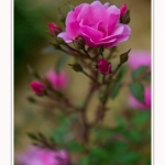 Roses_Valloires_18_06_2016_018-border
