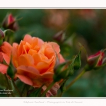 Roses_Valloires_18_06_2016_019-border