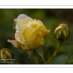 Abbaye et Jardins de Valloires