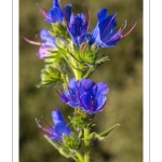 vipérine commune ou vipérine vulgaire (Echium vulgare L. )