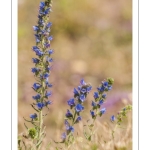 Vipérine commune (Echium vulgare L. )